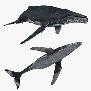 3D Accurate Humpback Whale 8K - 3d animated model