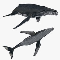 Accurate Humpback Whale 8K - animated