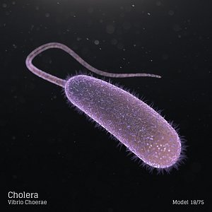 Cholera - Vibrio Choerae