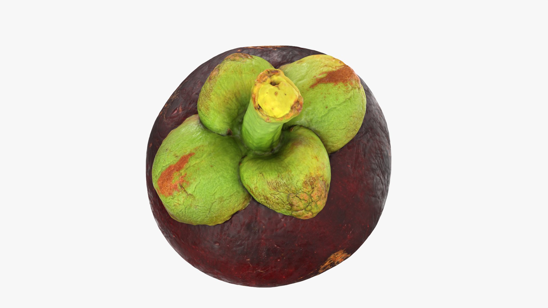 Mangosteen 02 3D model https://p.turbosquid.com/ts-thumb/EV/uR5IzL/Qx/mangosteen02_0010/png/1763831160/1920x1080/fit_q87/750d8705280d087c0e478e5375bec80a3e339e52/mangosteen02_0010.jpg