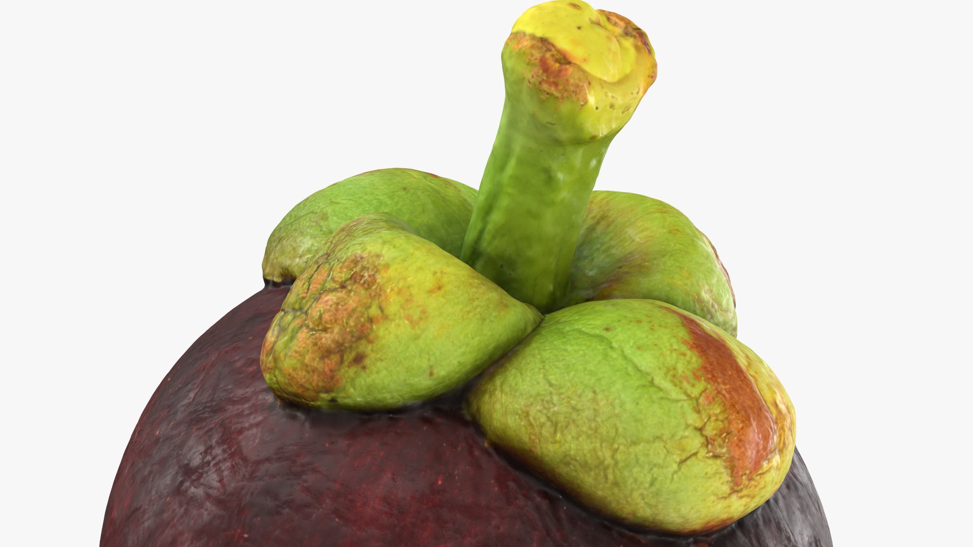 Mangosteen 02 3D model https://p.turbosquid.com/ts-thumb/EV/uR5IzL/pR/mangosteen02_0012/png/1763831179/1920x1080/fit_q87/121175801515077fc6d6e738e6cee781c17b80f8/mangosteen02_0012.jpg
