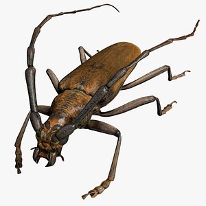 Longhorned Beetle 3D model