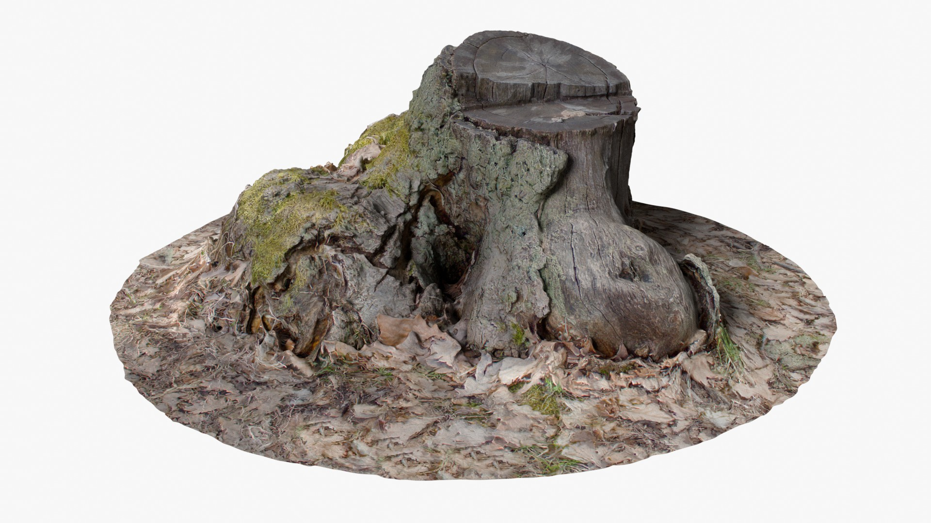 Tree Stump 001 3D model TurboSquid 2060879