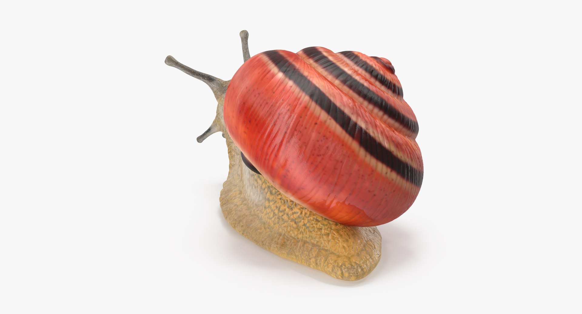 3d land snail 02 https://p.turbosquid.com/ts-thumb/EW/AF1kUP/7LhiP1AB/land_snail_02_thumbnail_0003/jpg/1459180884/1920x1080/fit_q87/6028835099385ab7d23eb013637e153f1cea5d31/land_snail_02_thumbnail_0003.jpg