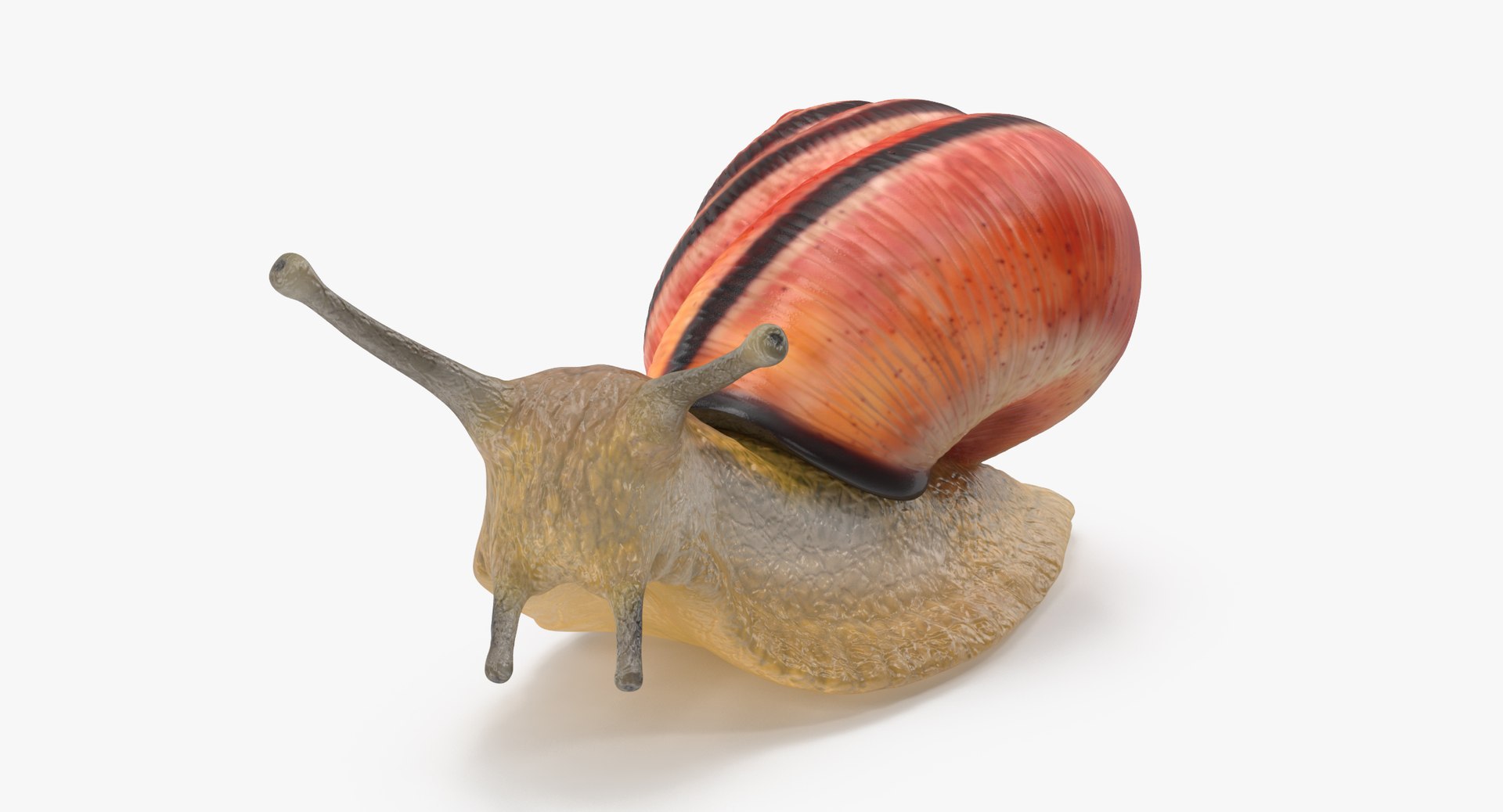 3d land snail 02 https://p.turbosquid.com/ts-thumb/EW/AF1kUP/ZO3bAWCq/land_snail_02_thumbnail_0005/jpg/1459180884/1920x1080/fit_q87/c07aad99c76fcf29e4b3f330211384248cd2b47f/land_snail_02_thumbnail_0005.jpg