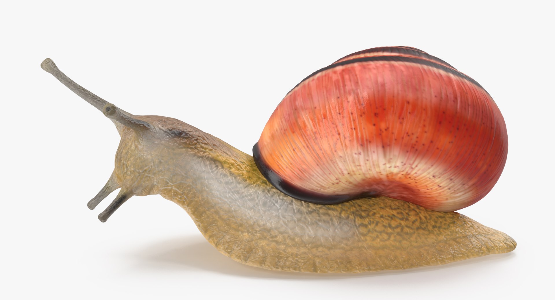 3d land snail 02 https://p.turbosquid.com/ts-thumb/EW/AF1kUP/pTbFS5jU/land_snail_02_thumbnail_01_0001/jpg/1467981243/1920x1080/fit_q87/a9afa5972268586dedd9fbb03e7981ad8d1dd362/land_snail_02_thumbnail_01_0001.jpg