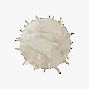 Lymphocyte White Blood Cell