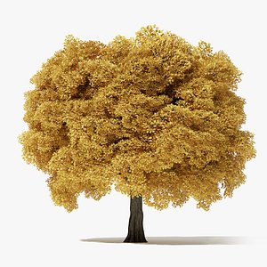 17 Meter Autumn Norway Maple Tree