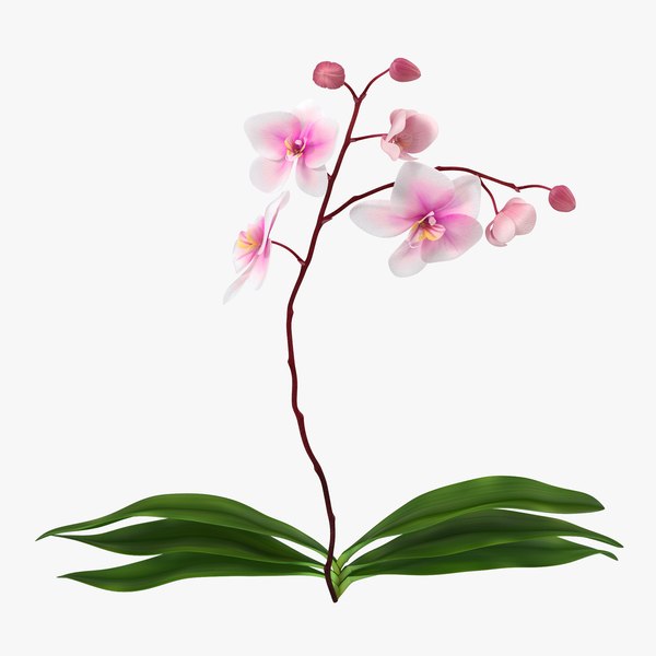 orchid_2_3d_model_00.jpg