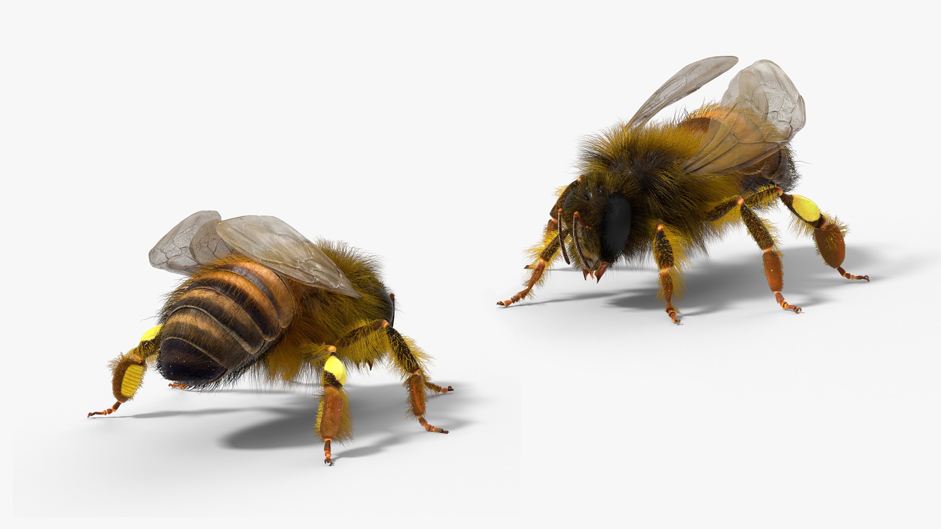 3D Honey Bee Fur Rigged For Blender model https://p.turbosquid.com/ts-thumb/EW/VIJTQ2/2r/honey_bee_fur_rigged_for_blender_002/jpg/1769055572/1920x1080/fit_q87/03aa105bcf873a83cf0f5e0a460de0c5adcf7cbc/honey_bee_fur_rigged_for_blender_002.jpg