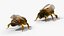 3D Honey Bee Fur Rigged For Blender model