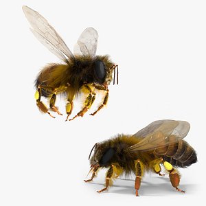 3D Honey Bee Fur Rigged For Blender model
