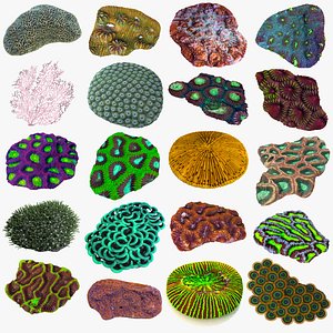 3d model coral brain