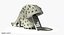 Slide Shell