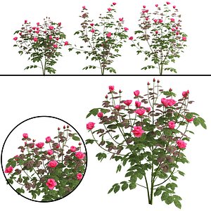 Rose plant02