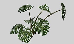 3d model of monstera tropical plant