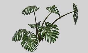 monstera