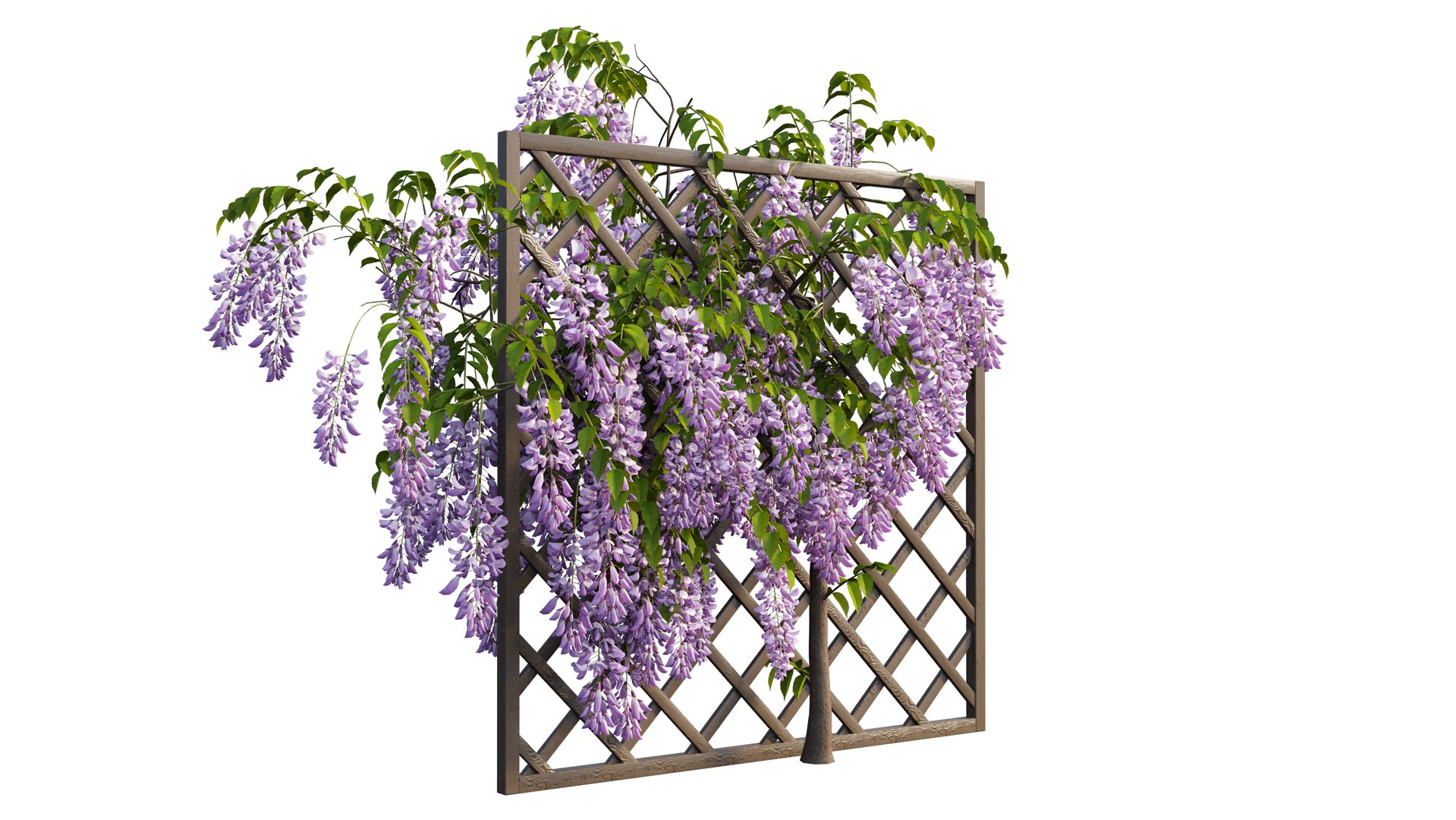 wisterial tree 02 3D model https://p.turbosquid.com/ts-thumb/EW/nAxekp/9q1XZtci/4_interactivelightmix/png/1603825917/1920x1080/fit_q87/c3f2b513fd42b9ee3ff2edabd4b3c3c48f88390f/4_interactivelightmix.jpg