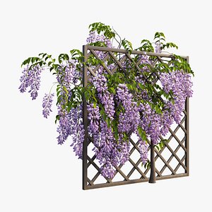 Wisterial tree 02