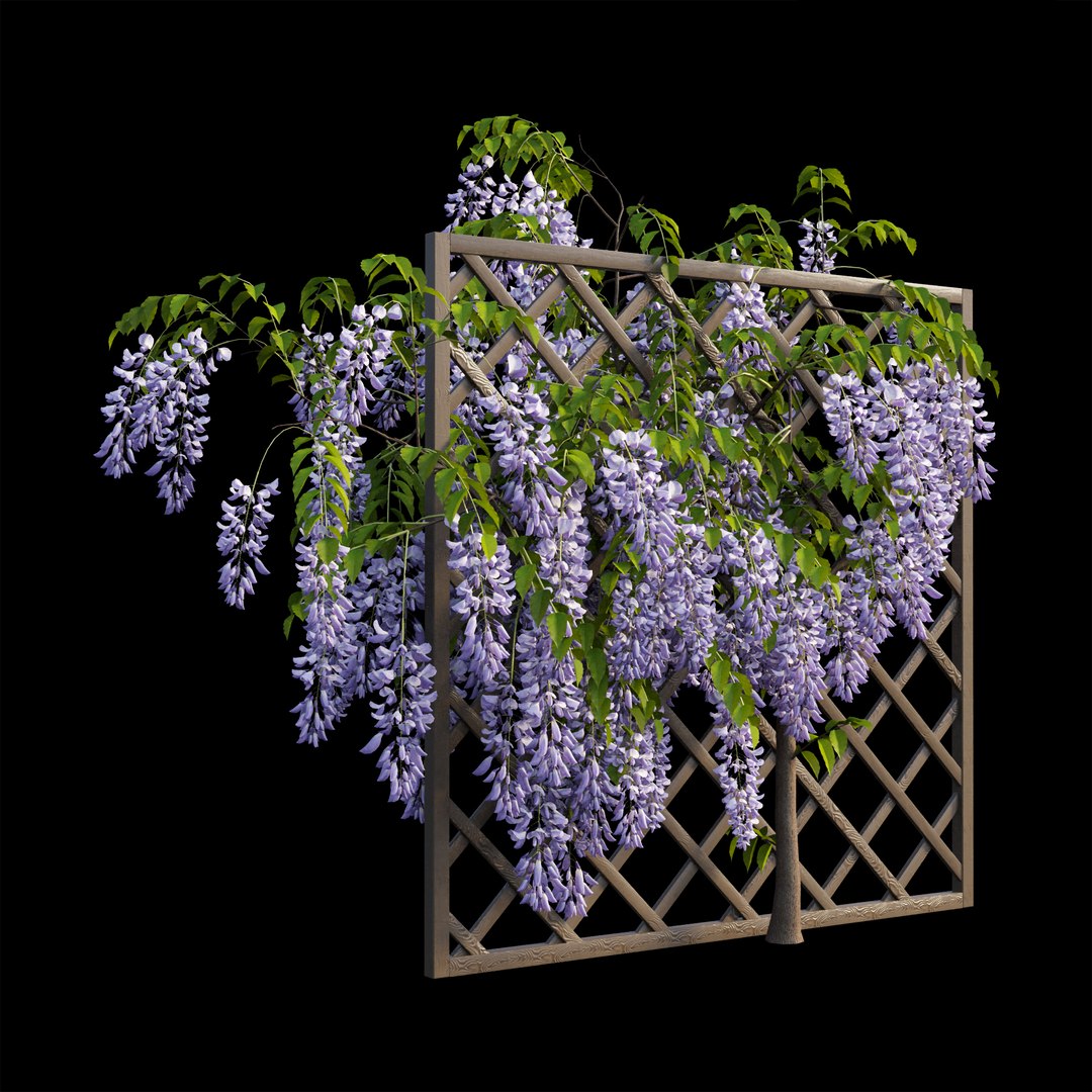 wisterial tree 02 3D model https://p.turbosquid.com/ts-thumb/EW/nAxekp/AELQQG1G/view05/jpg/1587231204/1920x1080/fit_q87/15d425e876dcfbe6ea441d7ed6bd08221284089c/view05.jpg
