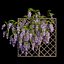 Wisterial tree 02