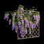Wisterial tree 02