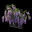 Wisterial tree 02