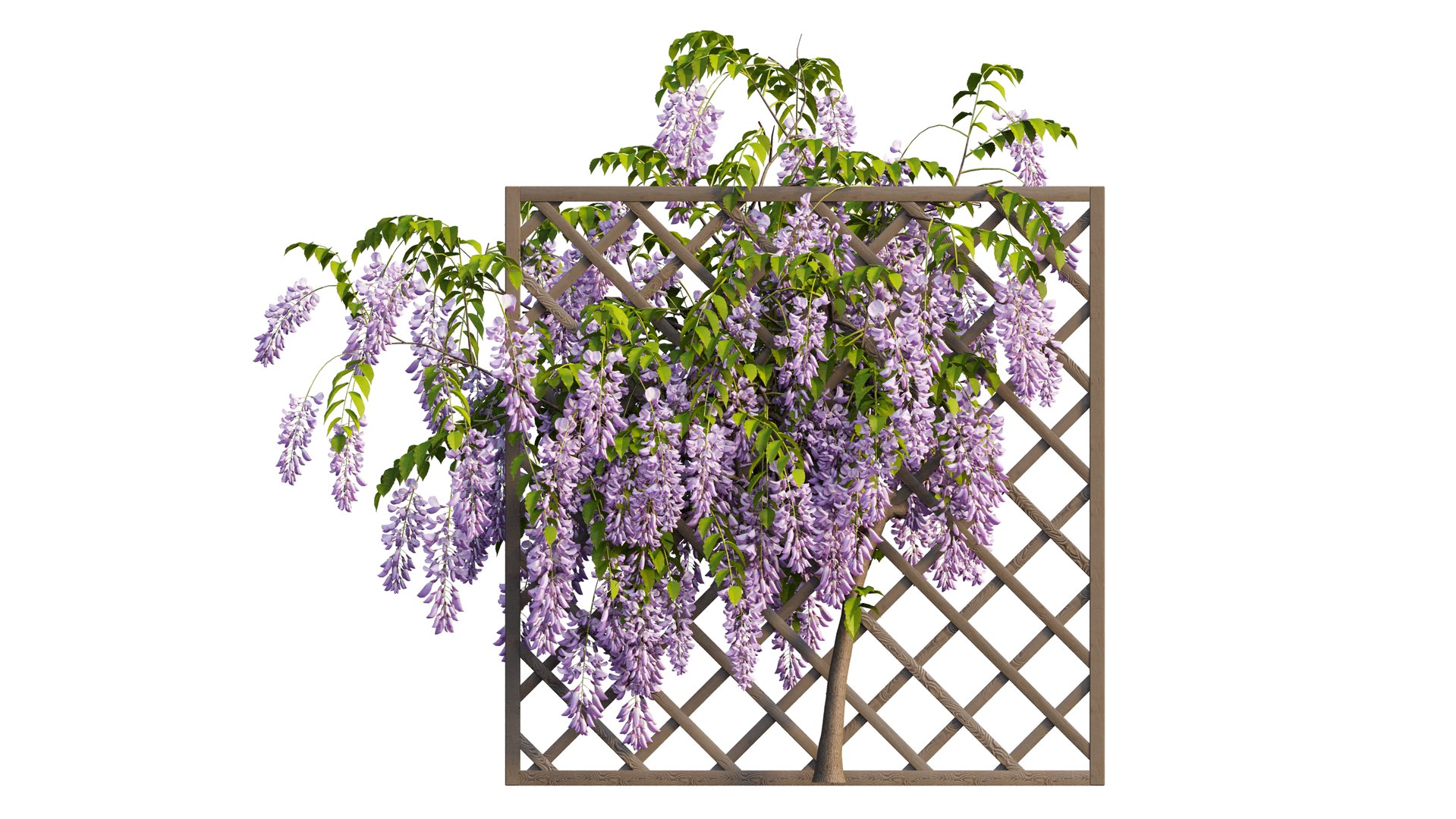 wisterial tree 02 3D model https://p.turbosquid.com/ts-thumb/EW/nAxekp/Znhmohxf/1_interactivelightmix/png/1603825915/1920x1080/fit_q87/9241a1194dd998f1bbb4cff57f41dde6a25564ce/1_interactivelightmix.jpg