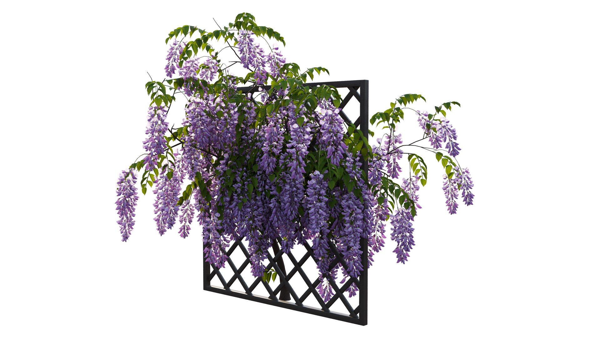 wisterial tree 02 3D model https://p.turbosquid.com/ts-thumb/EW/nAxekp/idebjx76/2_interactivelightmix/png/1603825921/1920x1080/fit_q87/b7d67dcd712287f45907233698e3c25fbd19a039/2_interactivelightmix.jpg