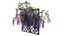 Wisterial tree 02