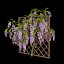 Wisterial tree 02