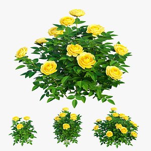 Golden celebration rose