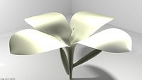 Flower - Frangipani