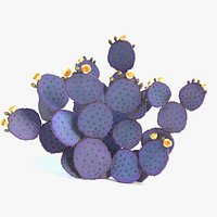 Purple Prickly Pear Cactus