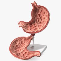 Stomach Medical Model Slice