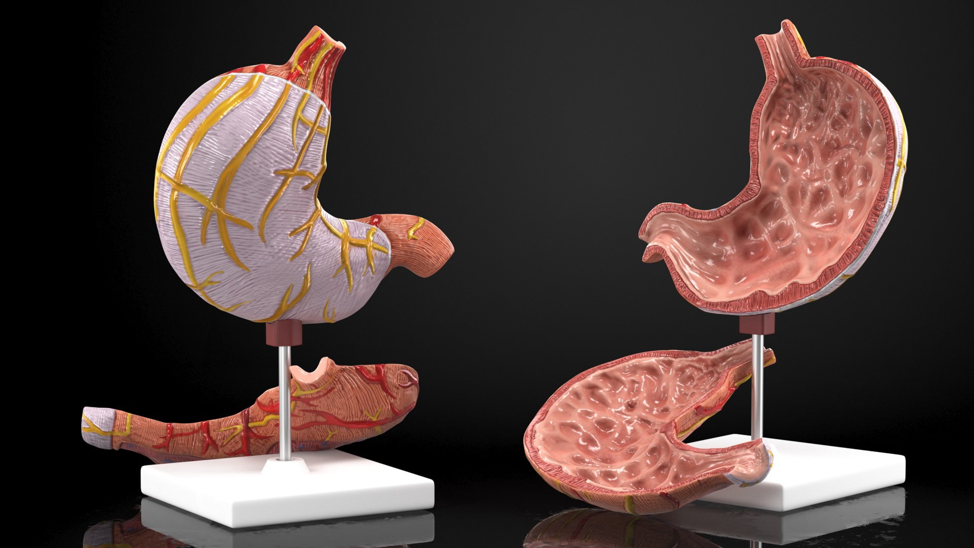 3D Model Stomach Medical Model Slice - TurboSquid 1933588