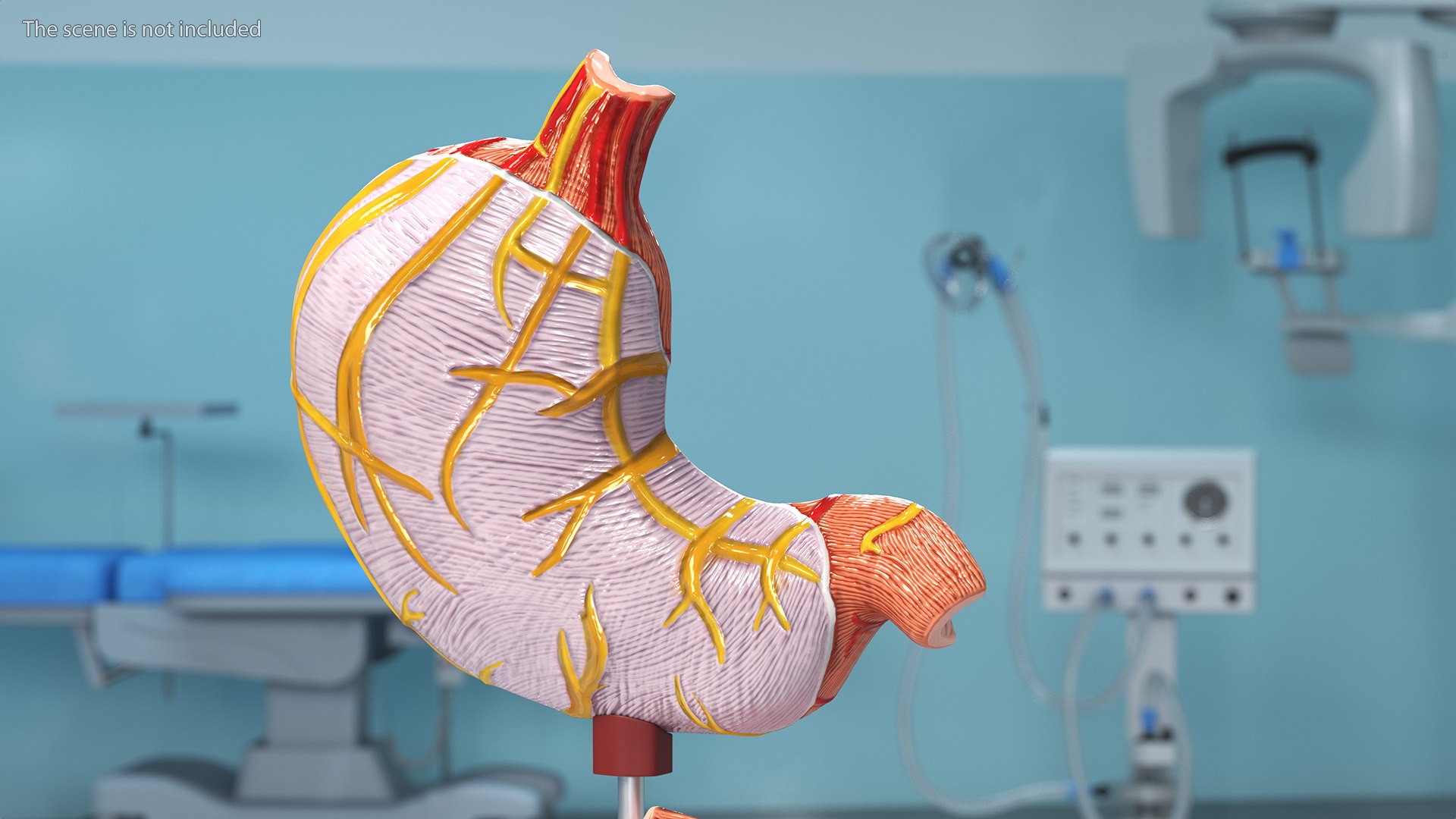 3D Model Stomach Medical Model Slice - TurboSquid 1933588