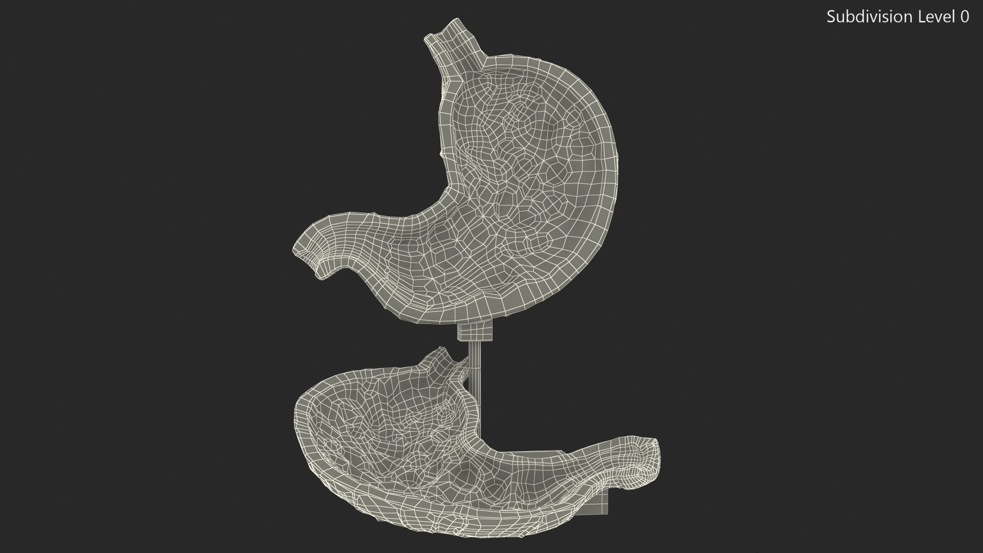 3D model Stomach Medical Model Slice - TurboSquid 1933588