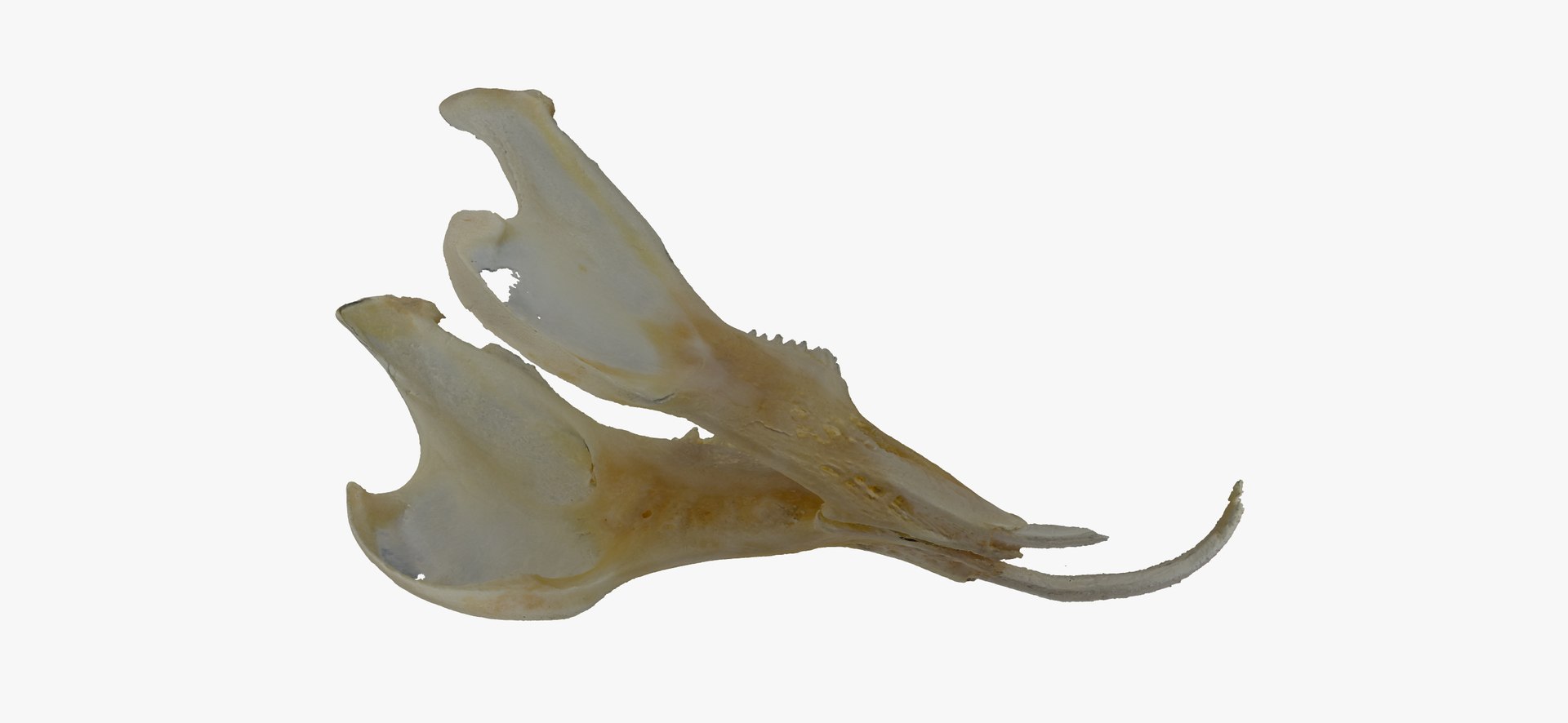 3D Rabbit Oryctolagus Cuniculus Deformed - TurboSquid 1598730