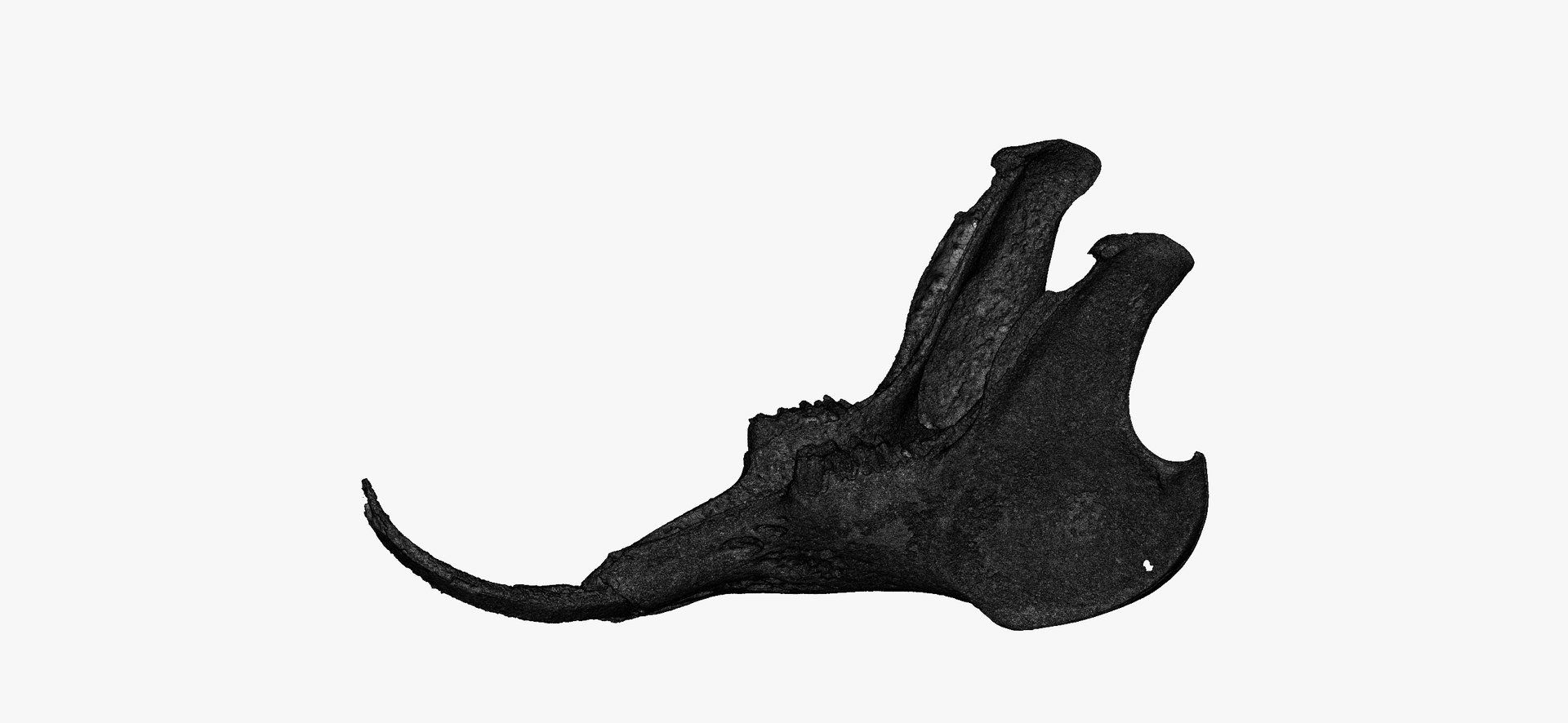 3D Rabbit Oryctolagus Cuniculus Deformed - TurboSquid 1598730