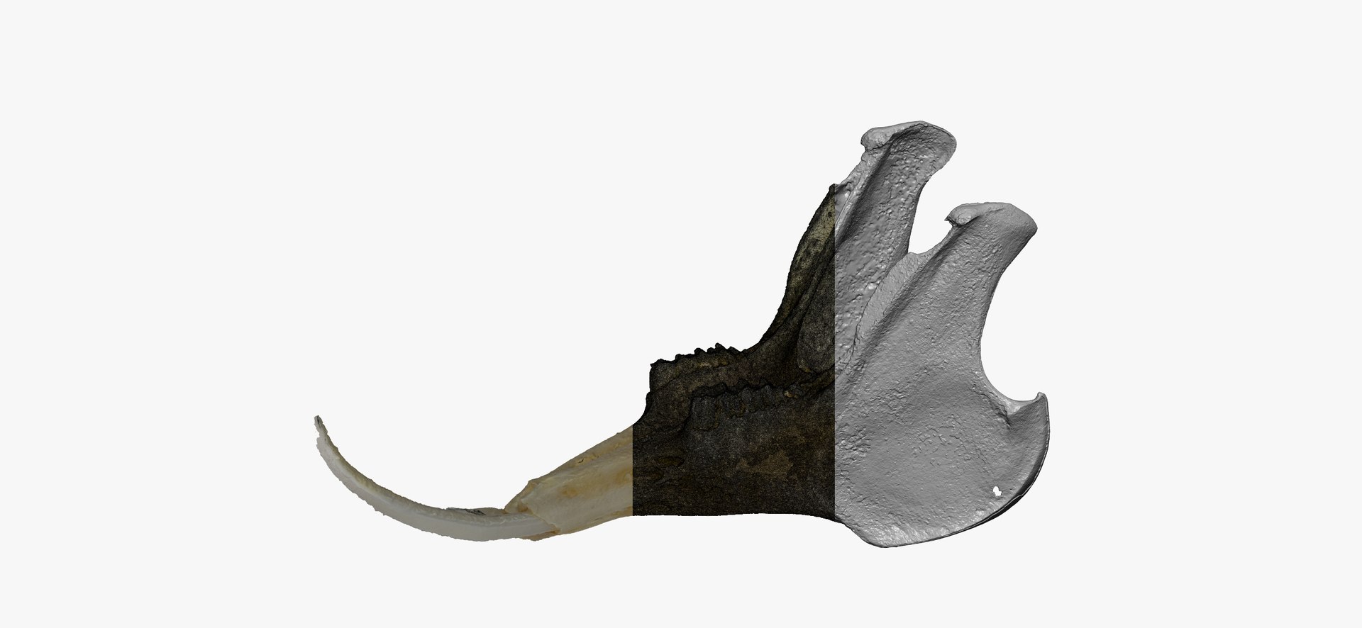 3D Rabbit Oryctolagus Cuniculus Deformed - TurboSquid 1598730