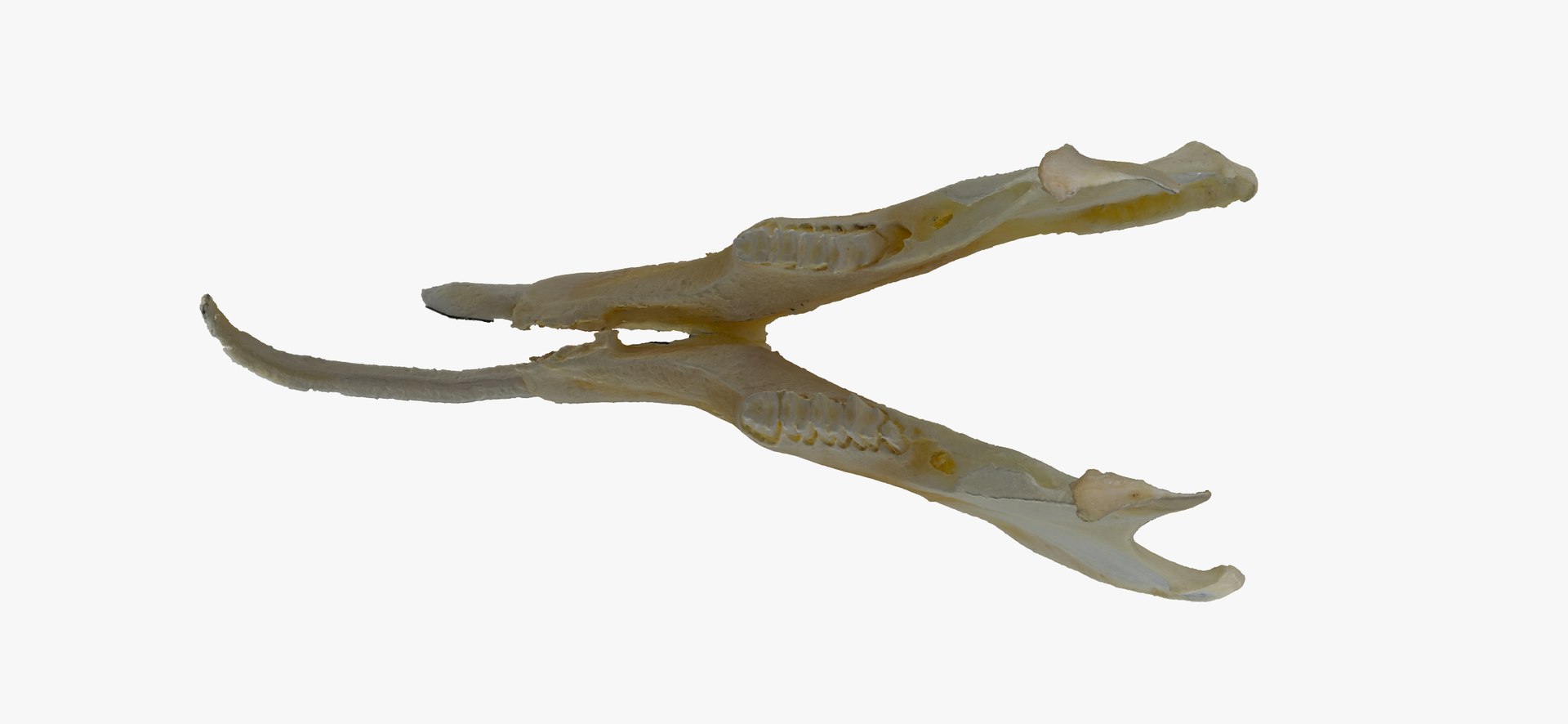 3D Rabbit Oryctolagus Cuniculus Deformed - TurboSquid 1598730
