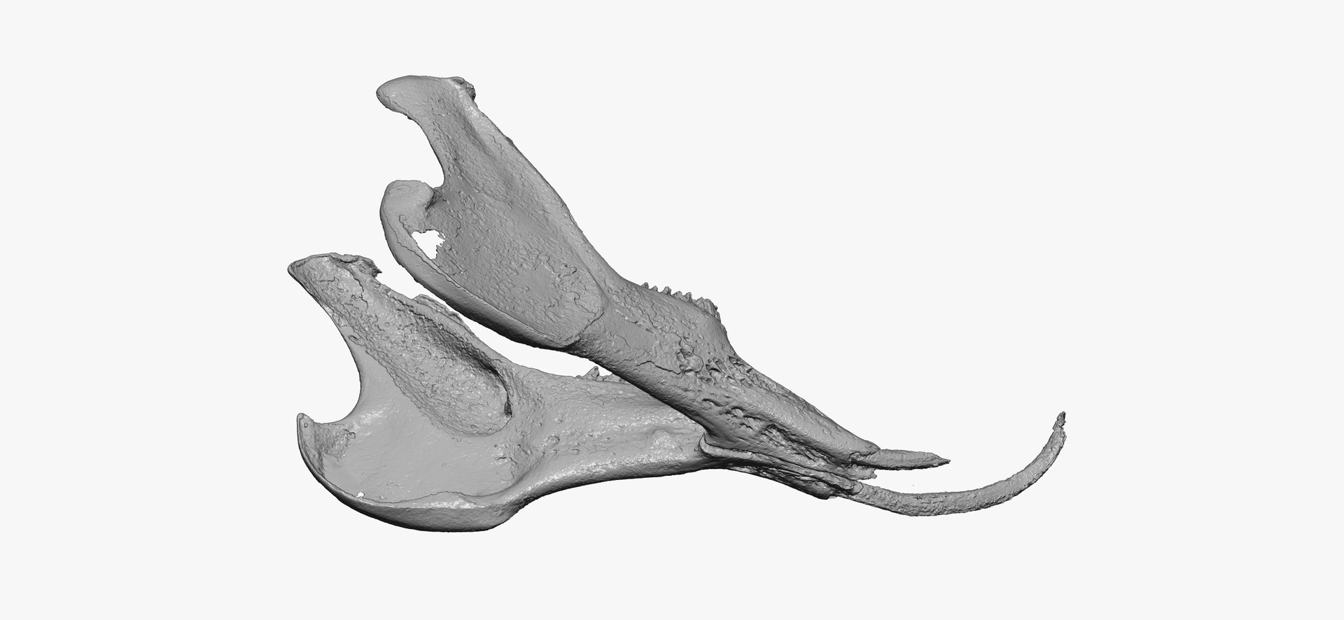 3D Rabbit Oryctolagus Cuniculus Deformed - TurboSquid 1598730