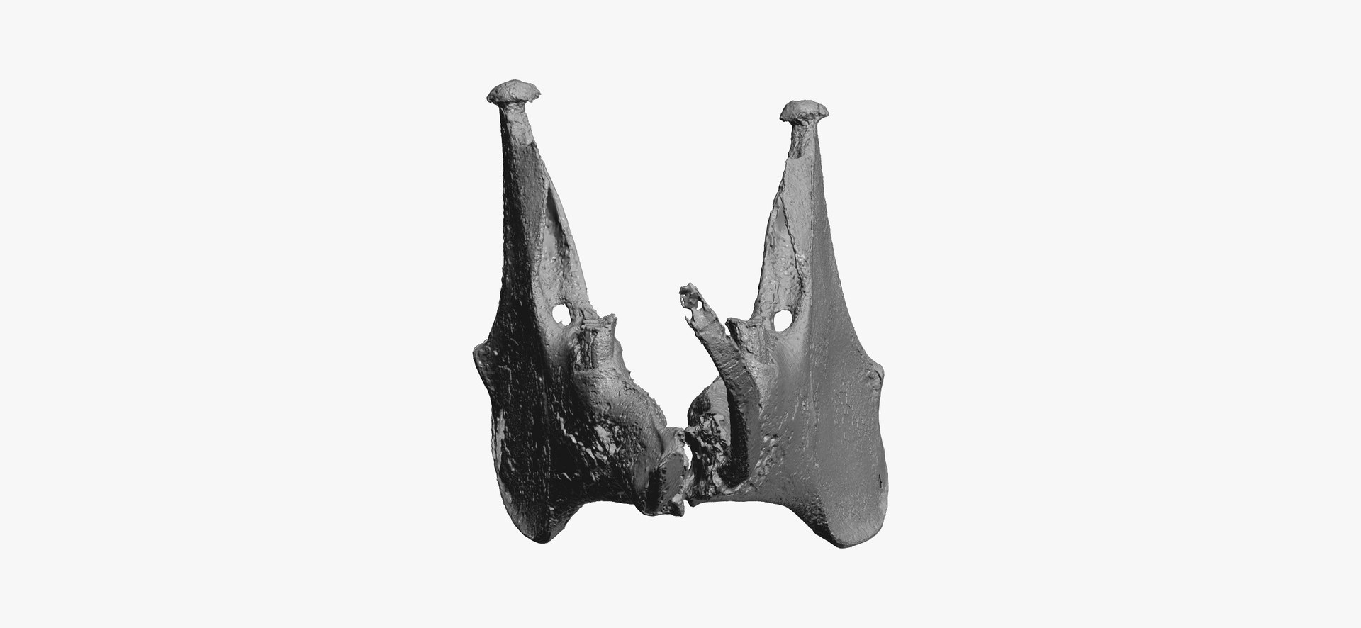 3D Rabbit Oryctolagus Cuniculus Deformed - TurboSquid 1598730