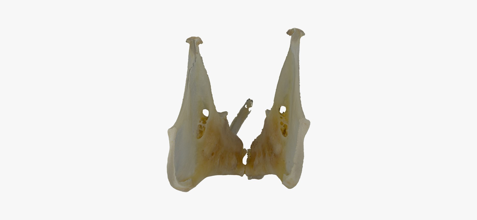 3D Rabbit Oryctolagus Cuniculus Deformed - TurboSquid 1598730