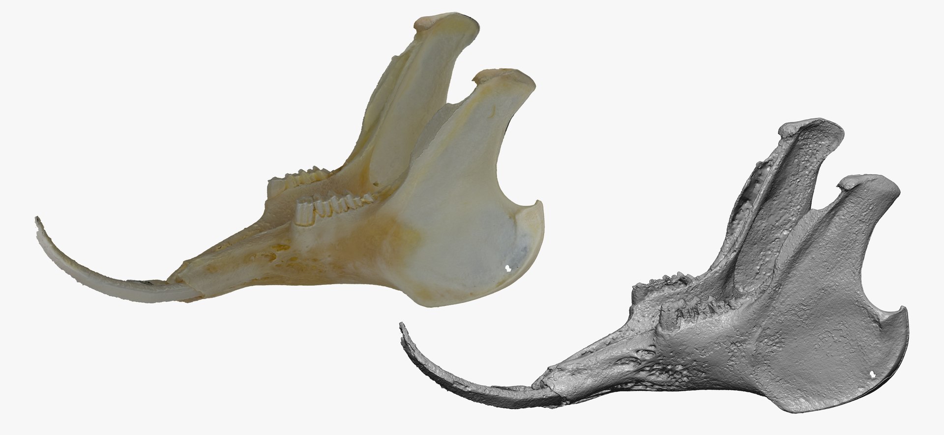 3D Rabbit Oryctolagus Cuniculus Deformed - TurboSquid 1598730