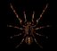 tarantula