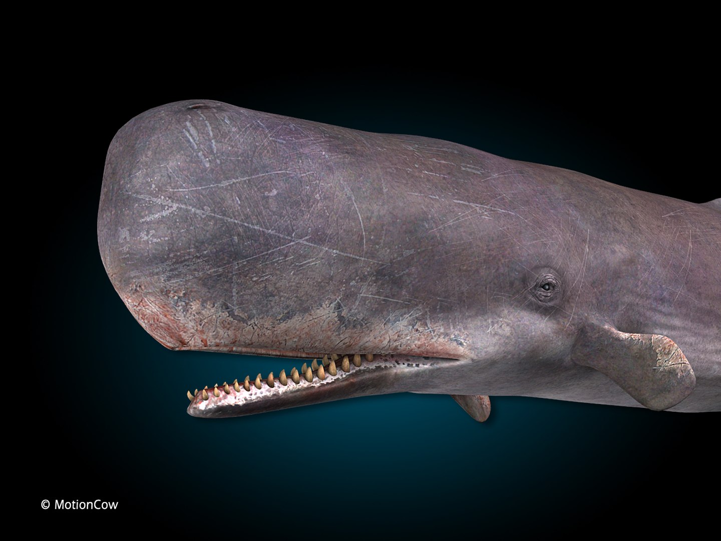 sperm whale 3d max https://p.turbosquid.com/ts-thumb/EX/bRNhFX/EZ/hd_sperm_whale_h/jpg/1719539396/1920x1080/fit_q87/74d5208d9a86e4652e820b770ea93541211fed20/hd_sperm_whale_h.jpg