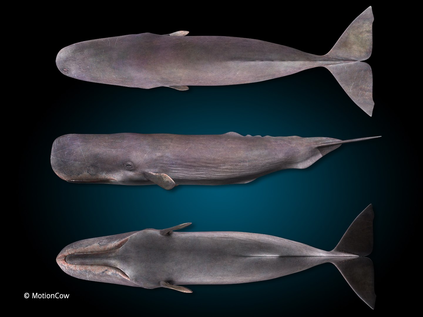 sperm whale 3d max https://p.turbosquid.com/ts-thumb/EX/bRNhFX/KQ/hd_sperm_whale_f/jpg/1719539396/1920x1080/fit_q87/dd937f2269d05d8ae240145f4a695d487dc7e17b/hd_sperm_whale_f.jpg