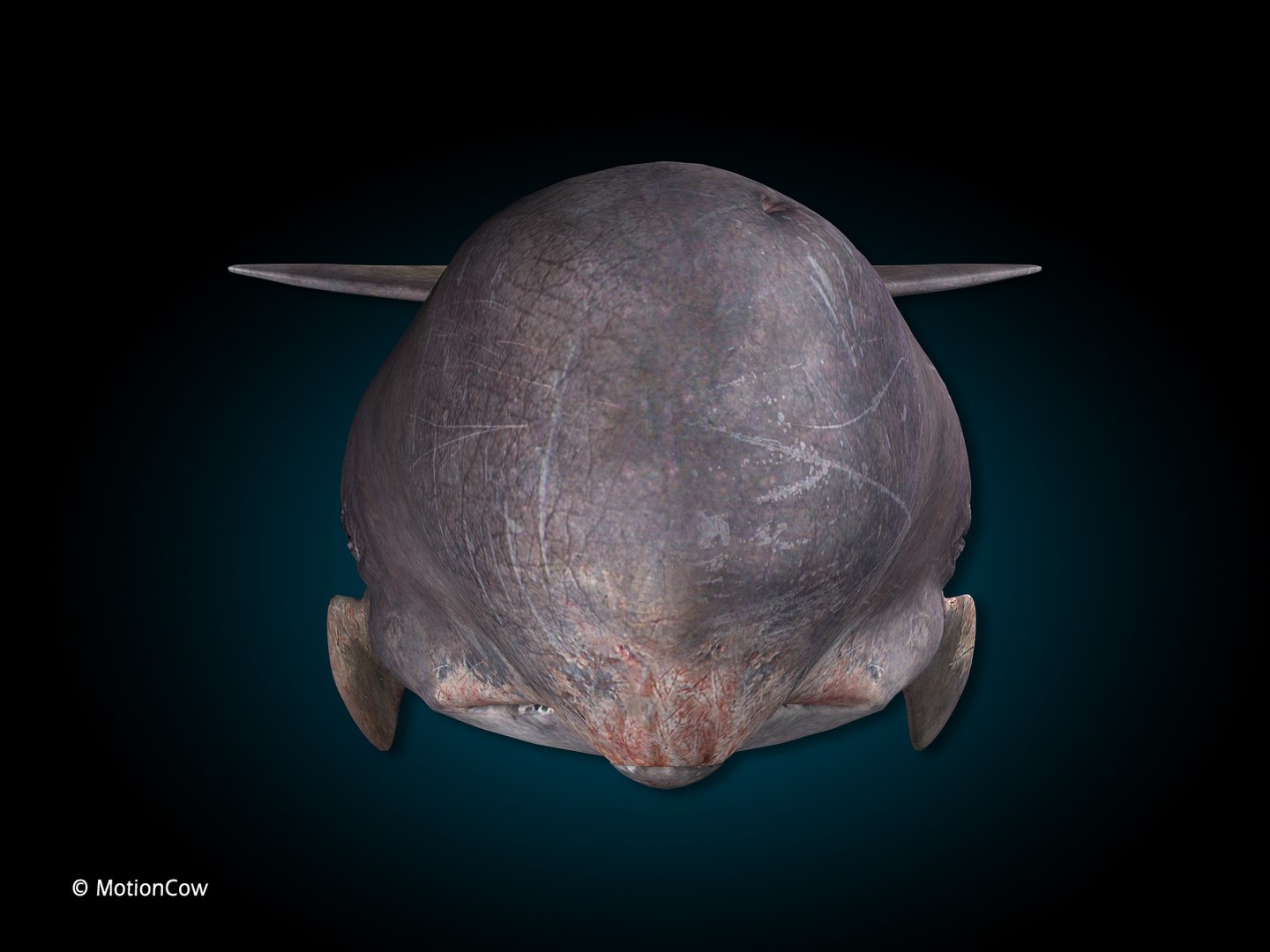 sperm whale 3d max https://p.turbosquid.com/ts-thumb/EX/bRNhFX/Kw/hd_sperm_whale_c/jpg/1719539393/1920x1080/fit_q87/5d65fc98234dddbe84acdf3b949892b8a8515cc7/hd_sperm_whale_c.jpg